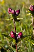 05_Genziana Purpurea